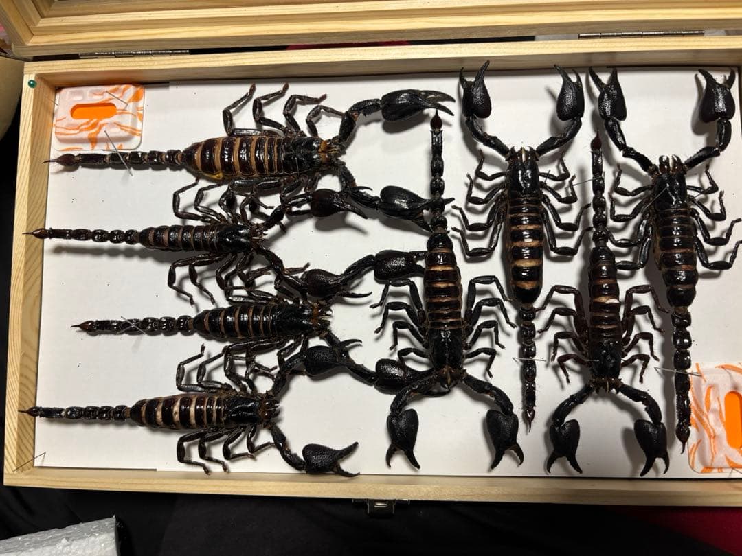 巨大サソリ大型サソリ8匹セット (ダイオウ、チャグロ)