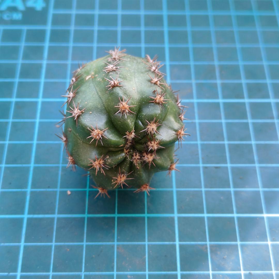 幸*運様 オーロラ　人気花サボテン　ロビビア属　　複色咲き　群開花　カキコ