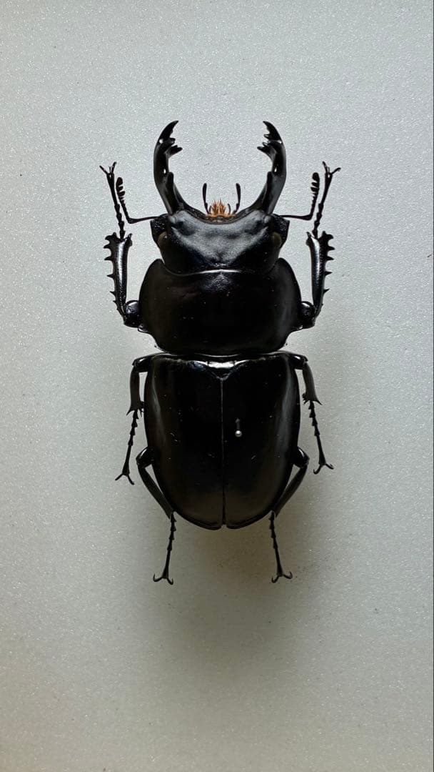 昆虫標本 大型ヤエヤママルバネクワガタ62.7mm 飼育品