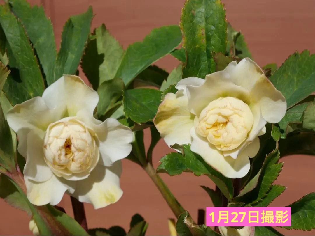 クリスマスローズ 『ディオーネ 』 加藤農園 認定