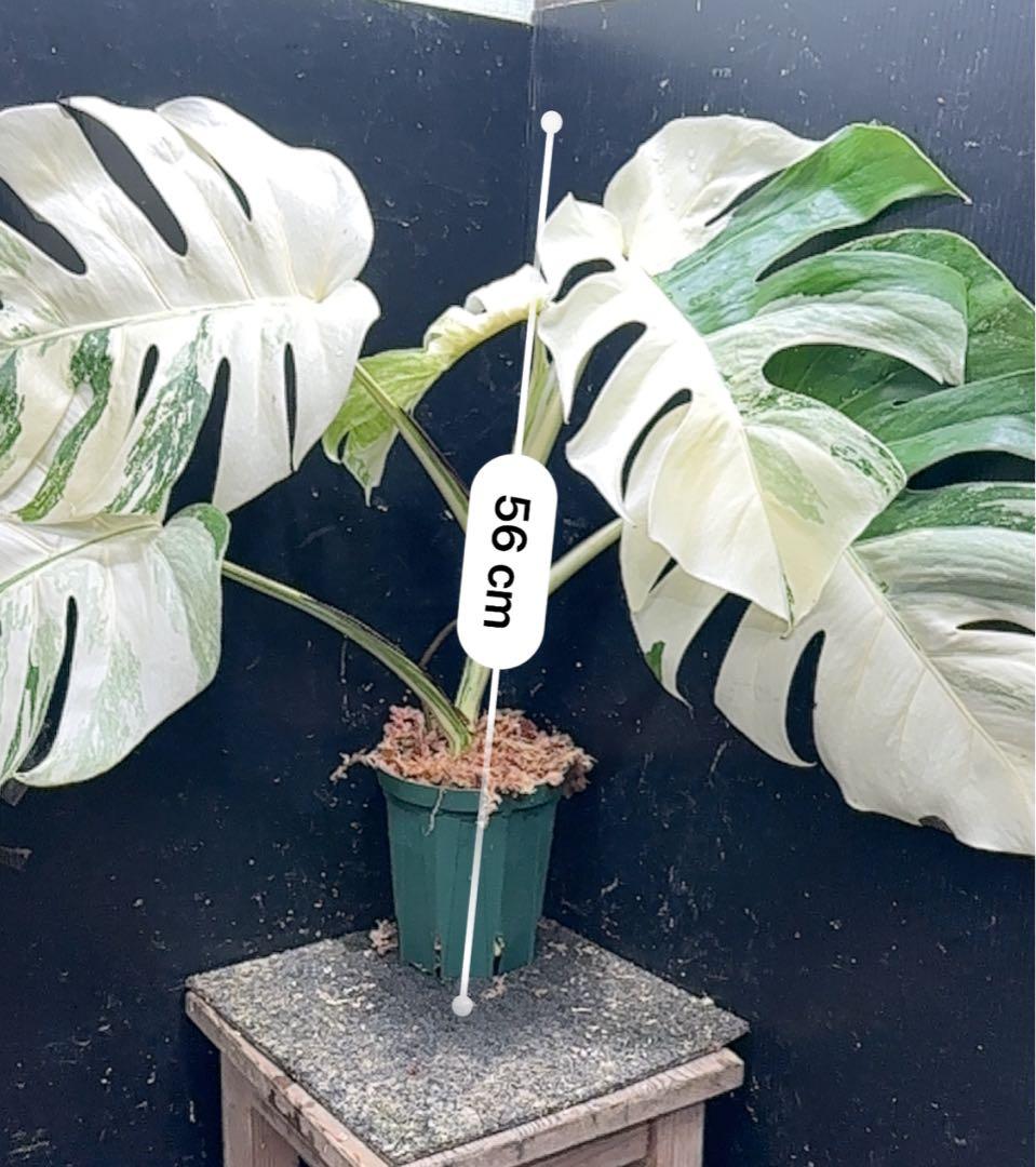 D*l様 斑入りモンステラ ホワイトタイガー極美大株56cm白斑多