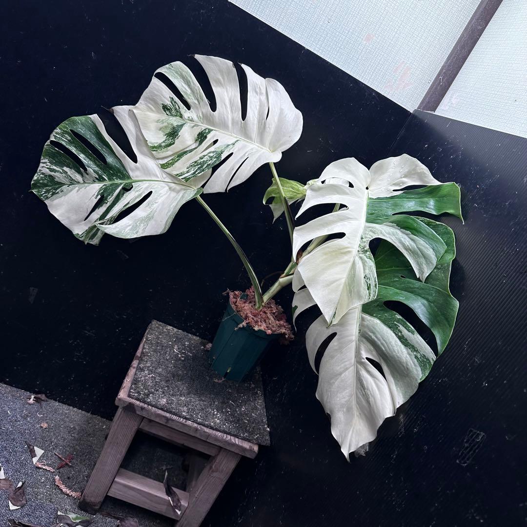 D*l様 斑入りモンステラ ホワイトタイガー極美大株56cm白斑多