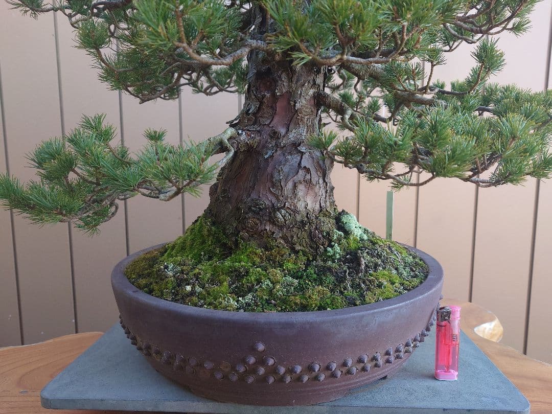 盆栽　瑞祥　五葉松　樹高58cm