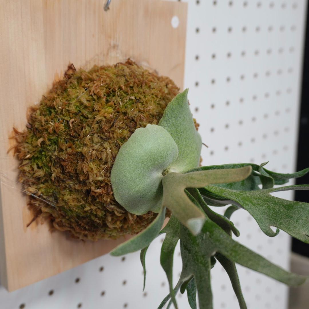 ビカクシダ ウィリンキードワーフ バクテリア 板付株　B-3