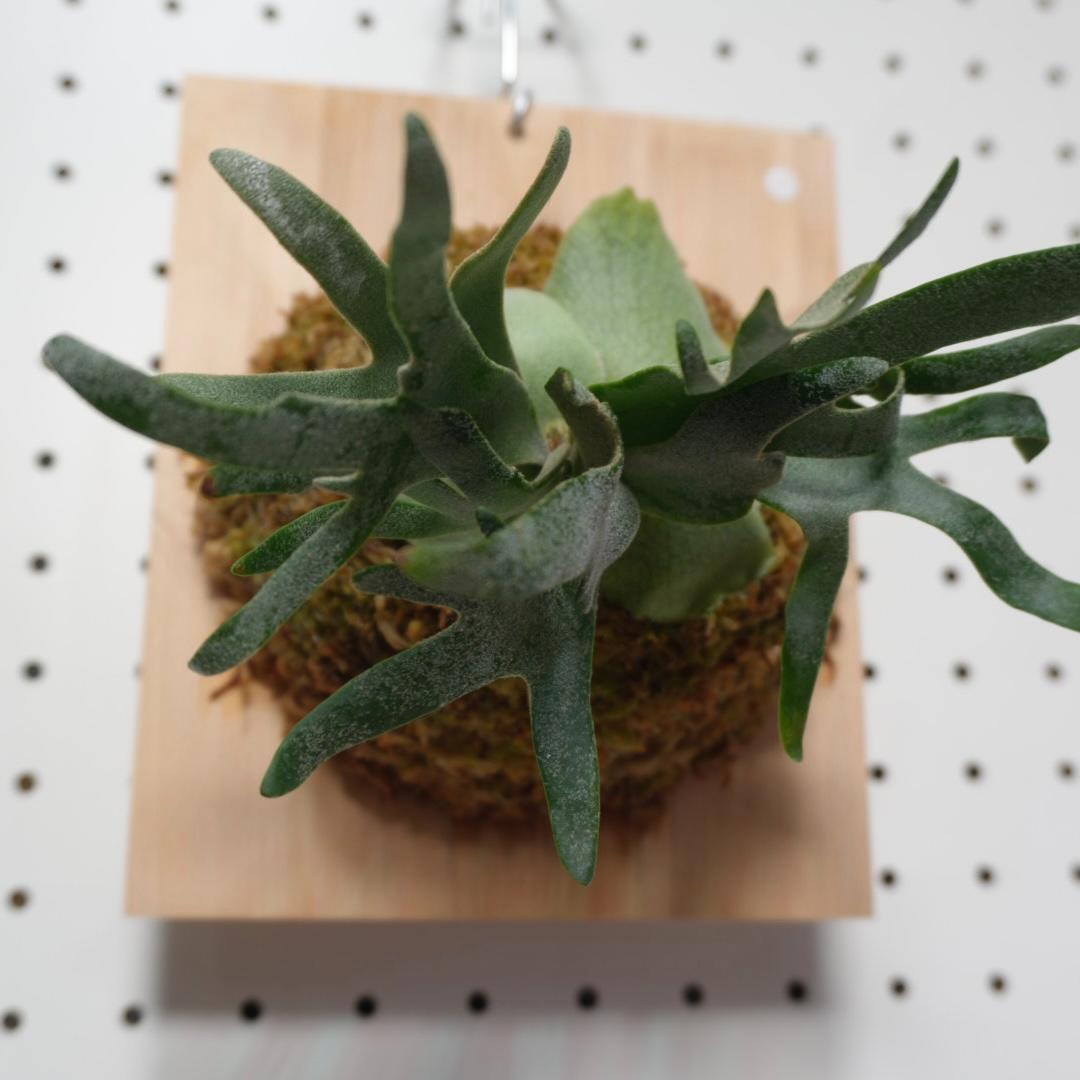 ビカクシダ ウィリンキードワーフ バクテリア 板付株　B-3