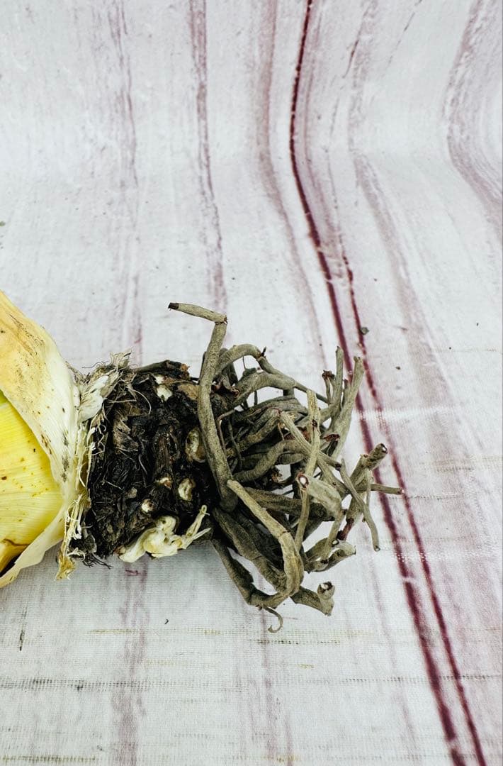 7 アガベ ユタエンシス エボリスピナ ロングスパイン ホワイトスパイン