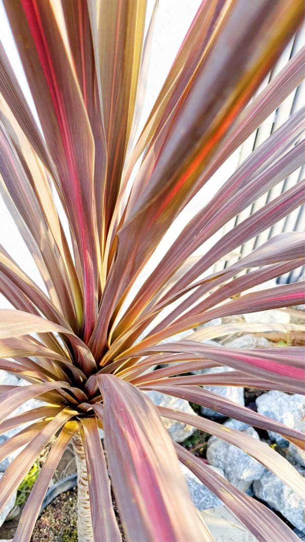 超大株！コルジリネ コーヒークラシック1.5M(鉢底から)品番C☆数量限定セール