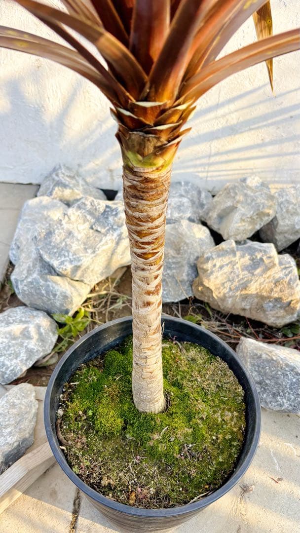 超大株！コルジリネ コーヒークラシック1.5M(鉢底から)品番C☆数量限定セール