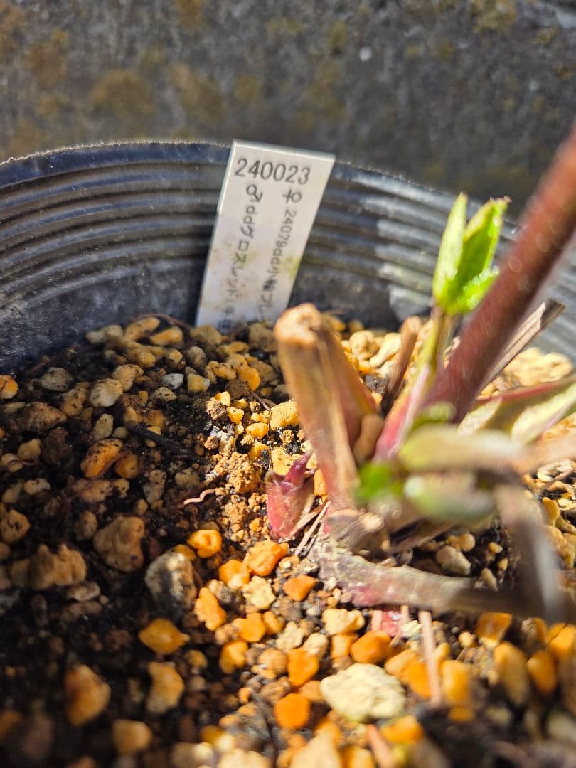クリスマスローズ　キラメキ　チョコレート