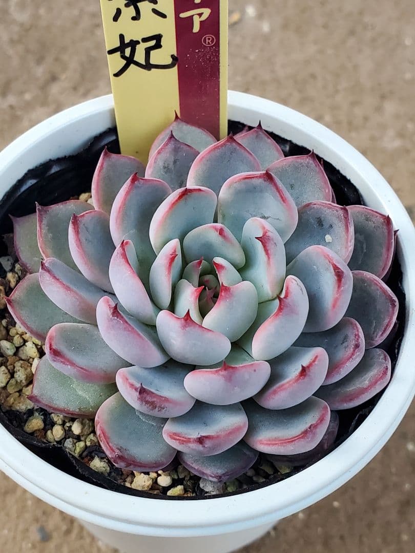 た*代様 ミックスベリア　美紫妃　札付き