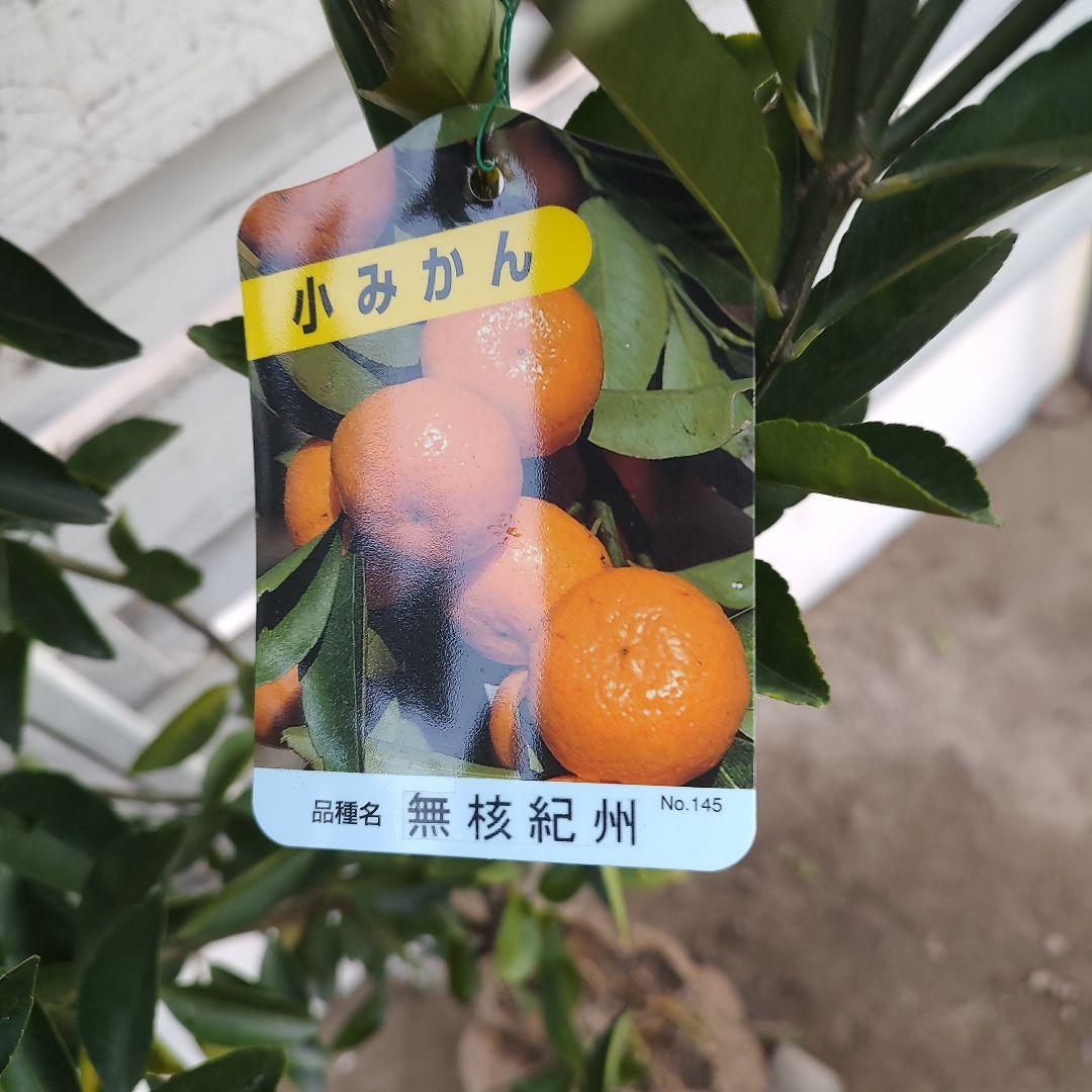 無核紀州 小みかん 3年生 実つき 大苗