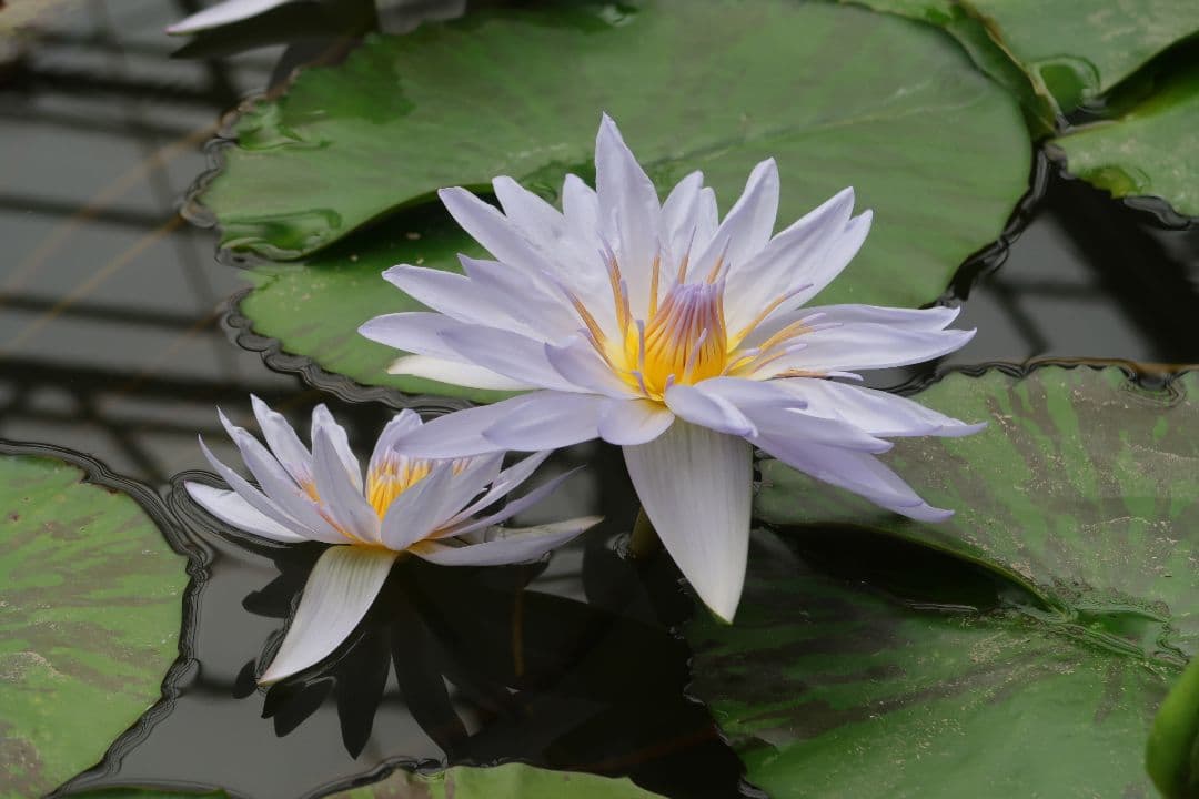 ☆当日発送可☆Canon PowerShot G7 X Mark II ジャンク