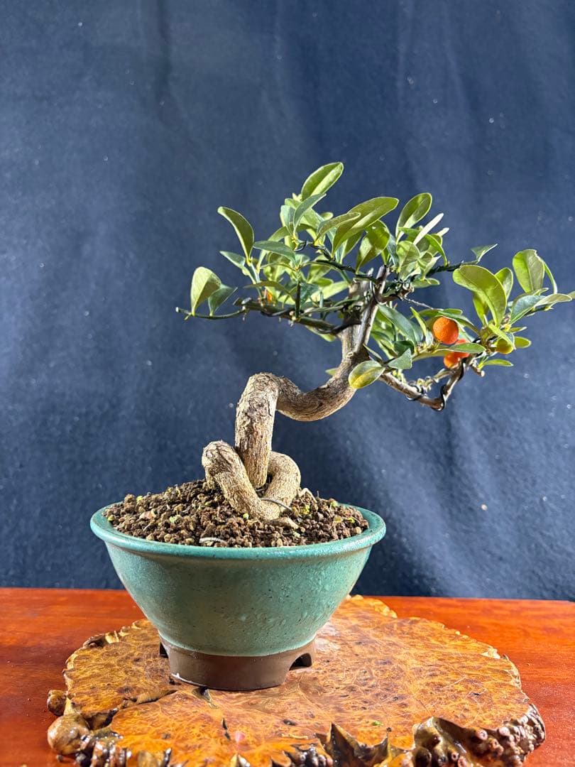 小品盆栽、金子(キンズ) 根上り、半懸崖作り 実付き、やや傷汚れあり　ユタ