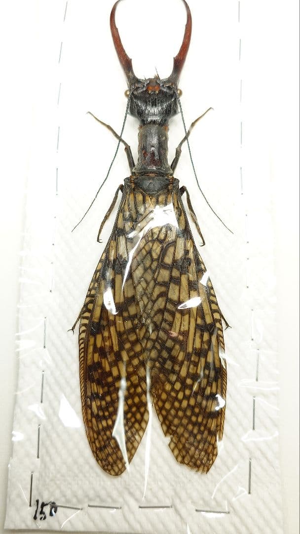 【わた】巨大！ヘビトンボ標本　15cm級