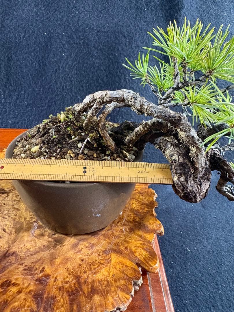 プチ盆栽、赤石五葉松、根上がり、懸崖作り 目立った傷や汚れなし