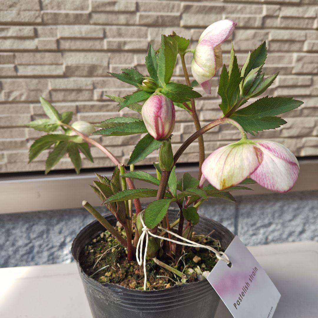 こ*ち様 クリスマスローズ 大和園 パステリッシュストレイン①