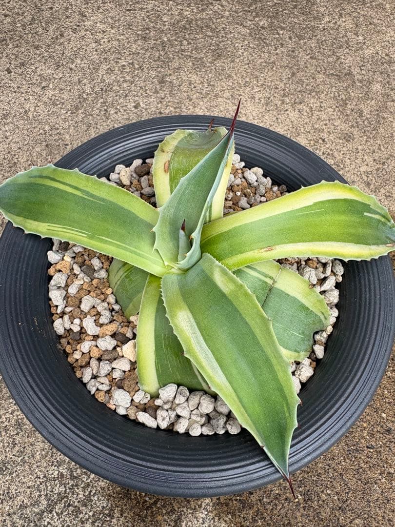 【SALE】オバティフォリア オルカ 発根済み 検 キラー リップル