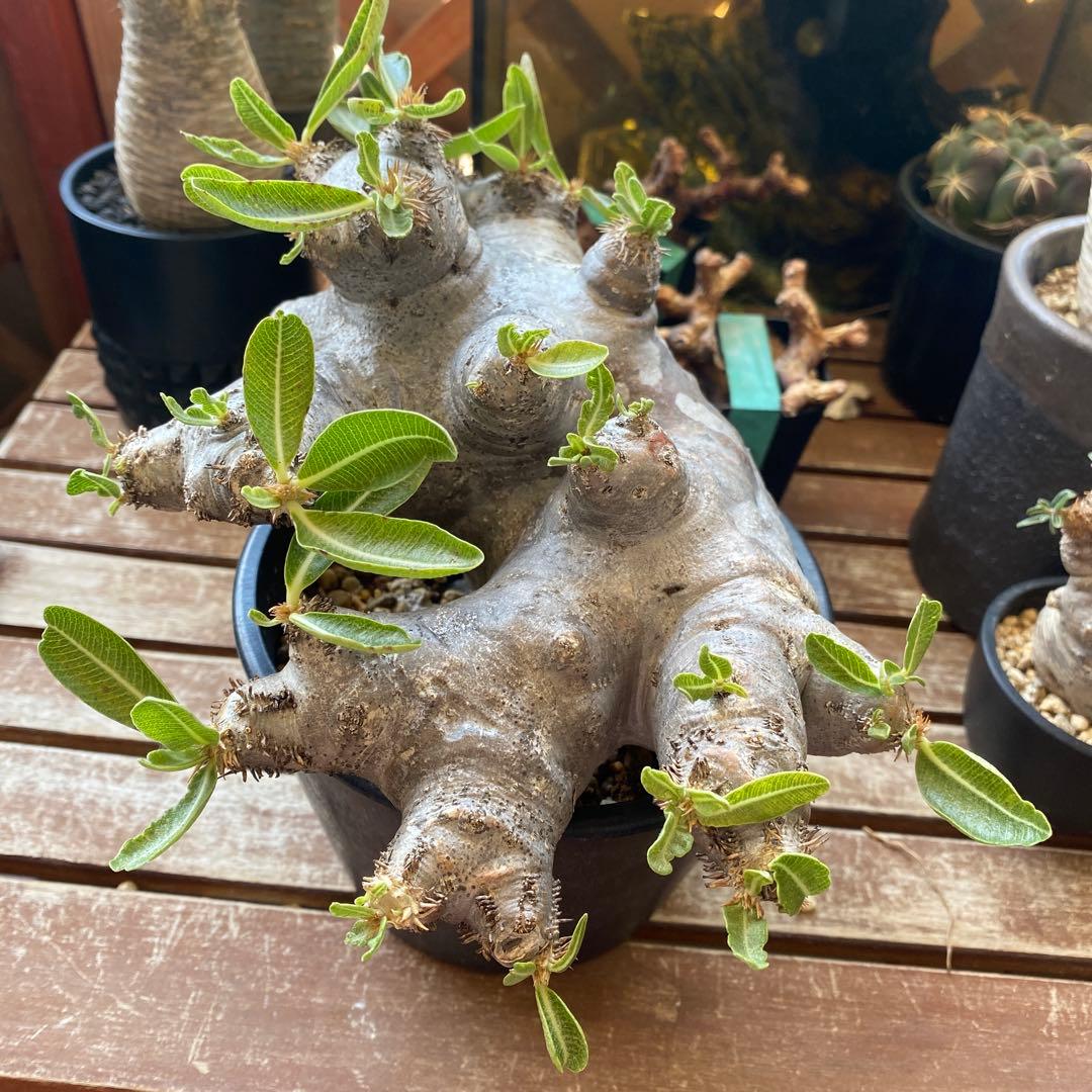 ブレピカリックス 大きめ 現地球 落葉しました