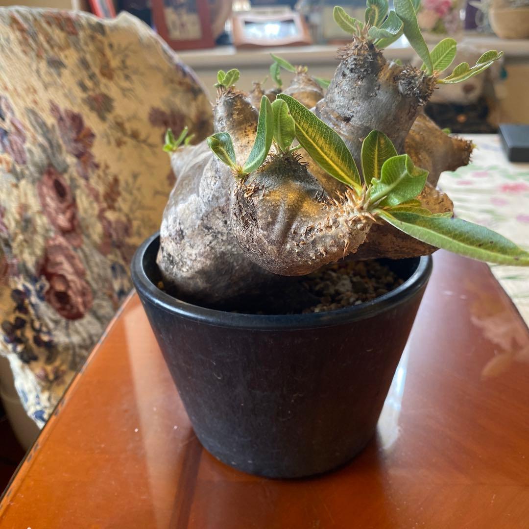 ブレピカリックス 大きめ 現地球 落葉しました