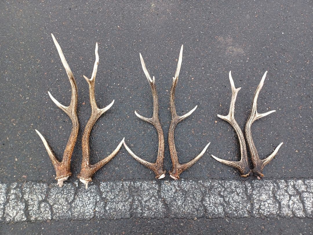 エゾ鹿の角 6対