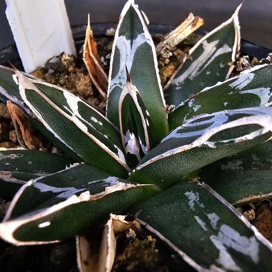 メルカリ便発送&ロウルサンコさんラベル付き☆アガベ 名峰富士