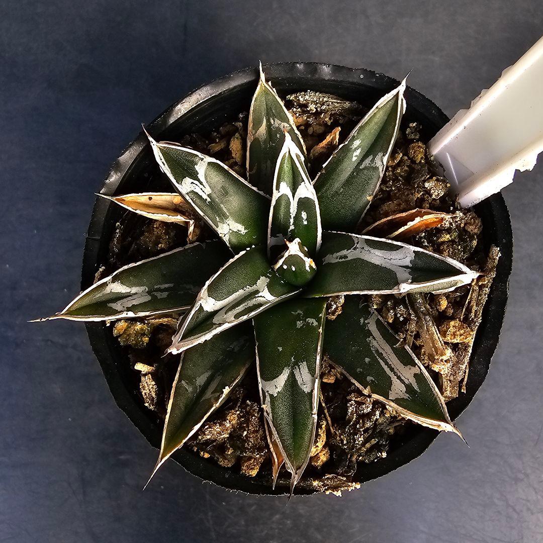 メルカリ便発送&ロウルサンコさんラベル付き☆アガベ 名峰富士