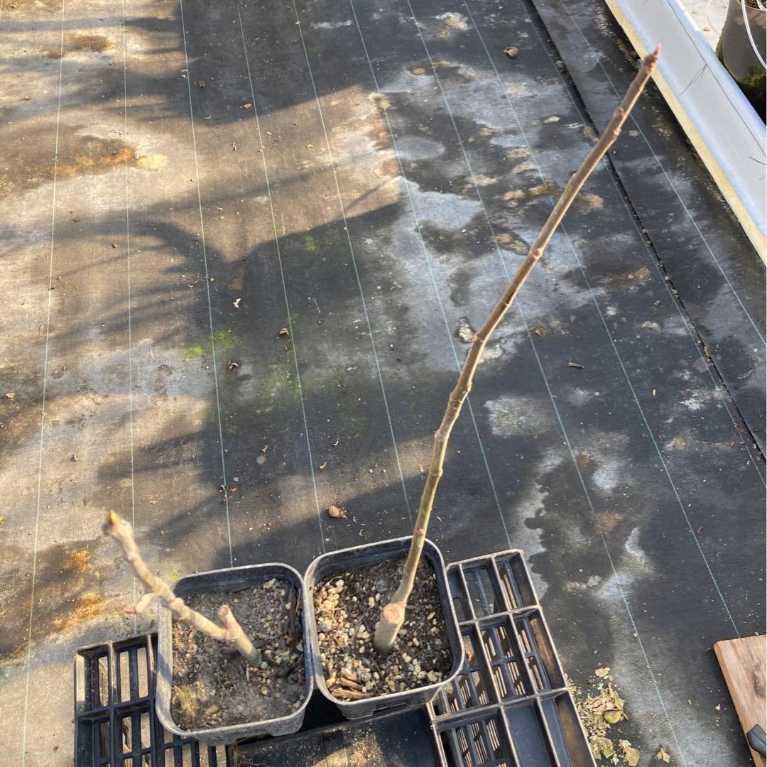 挿木苗 イチジク