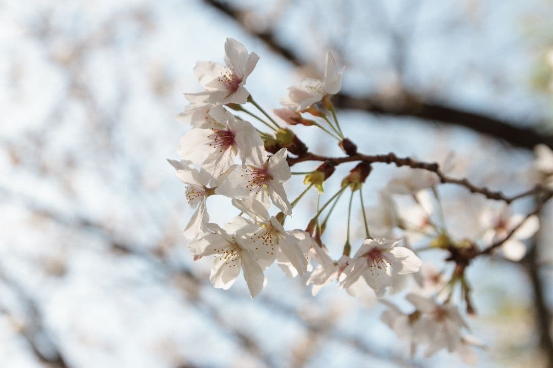 TAMRON SP AF17-50mm F/2.8(B005) (キヤノンEF)