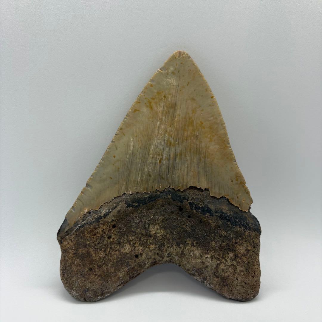 本物　メガロドンの歯　化石　サメ　12cm アメリカ合衆国