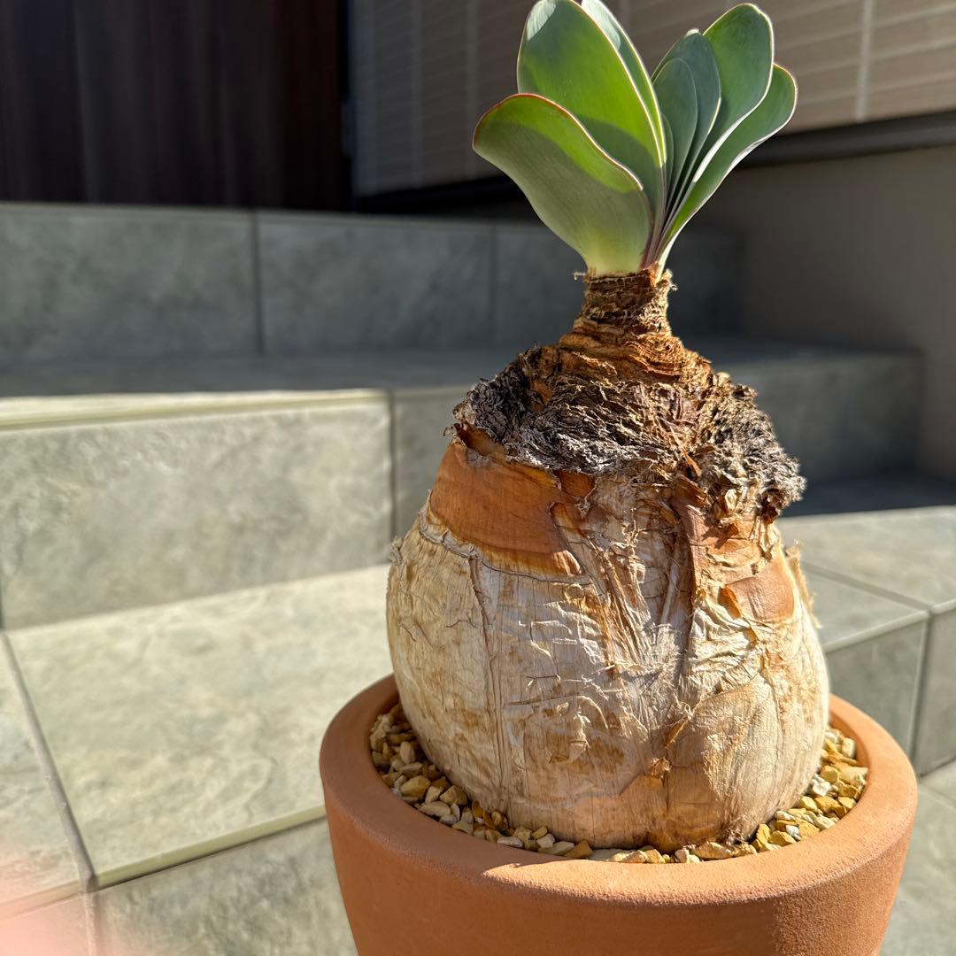 ブーファン　ハエマンソイデス　ハエマントイデス　発根済　冬型