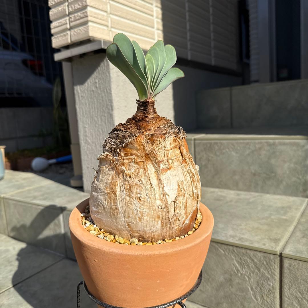 ブーファン　ハエマンソイデス　ハエマントイデス　発根済　冬型