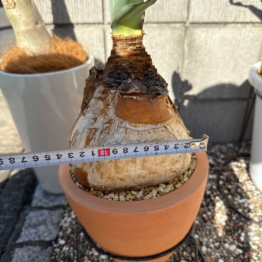 ブーファン　ハエマンソイデス　ハエマントイデス　発根済　冬型