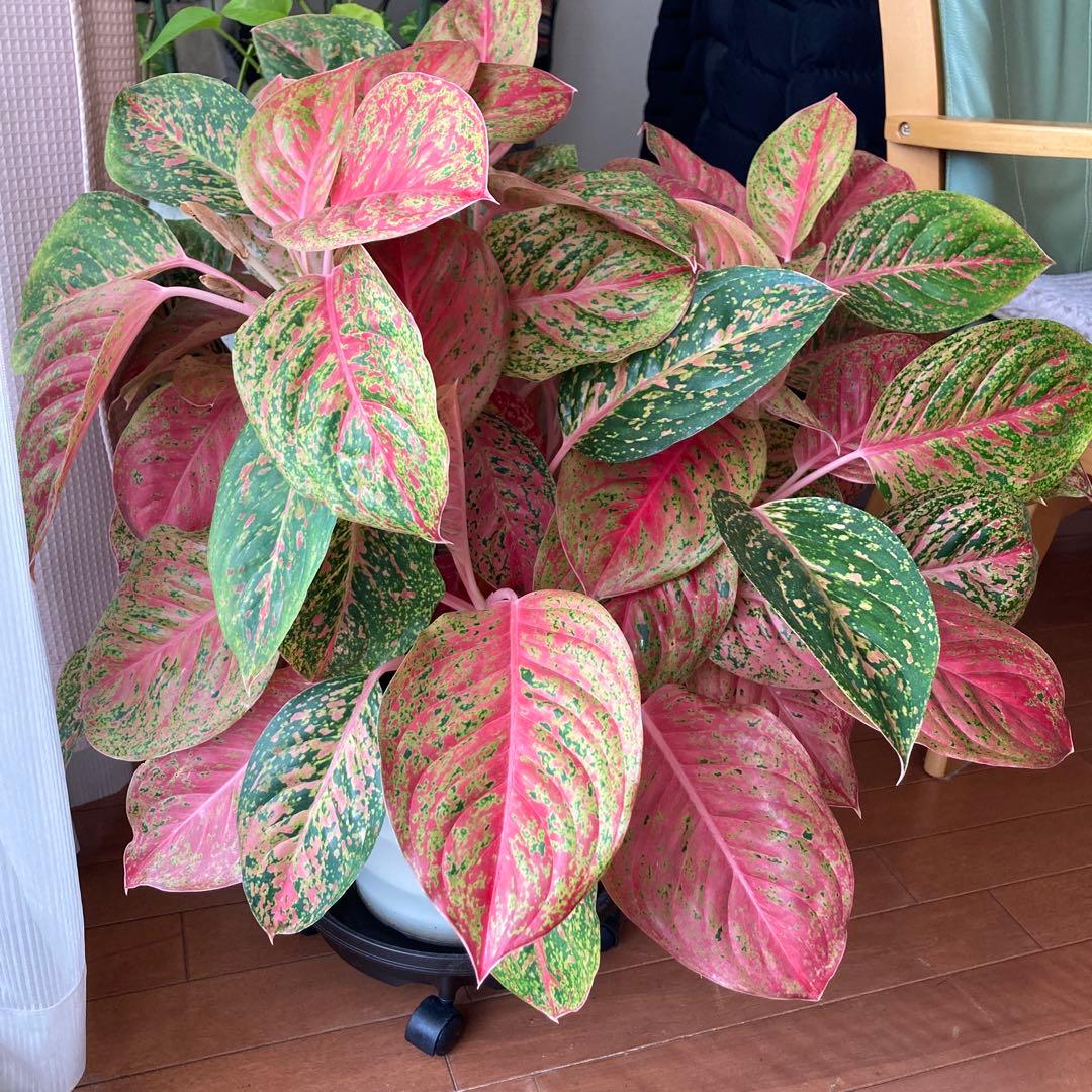 アグラオネマ　大株！zawaina