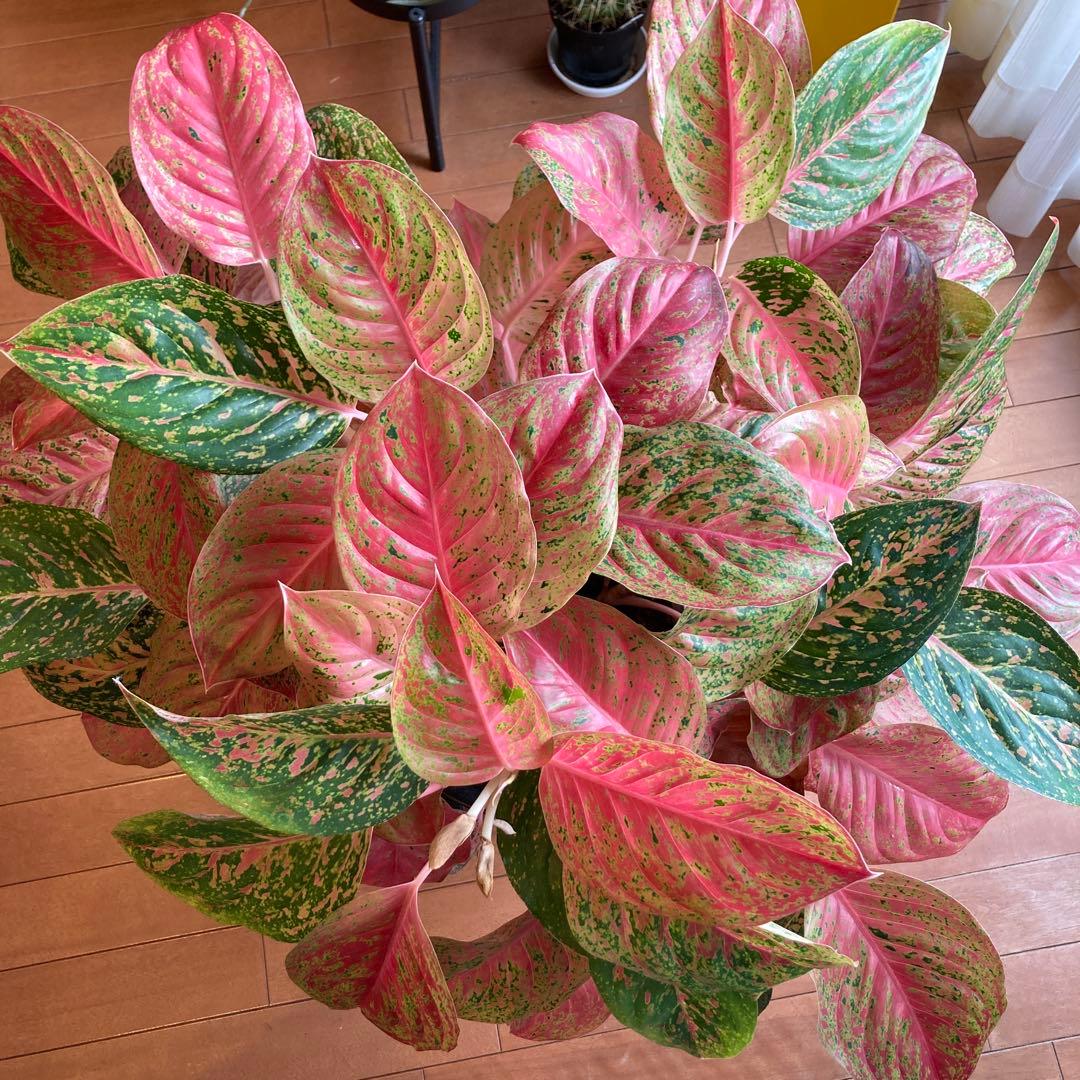 アグラオネマ　大株！zawaina