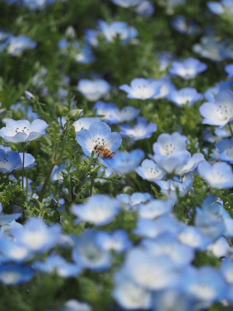 OLYMPUS 40-150mm マイクロフォーサーズM.zuiko