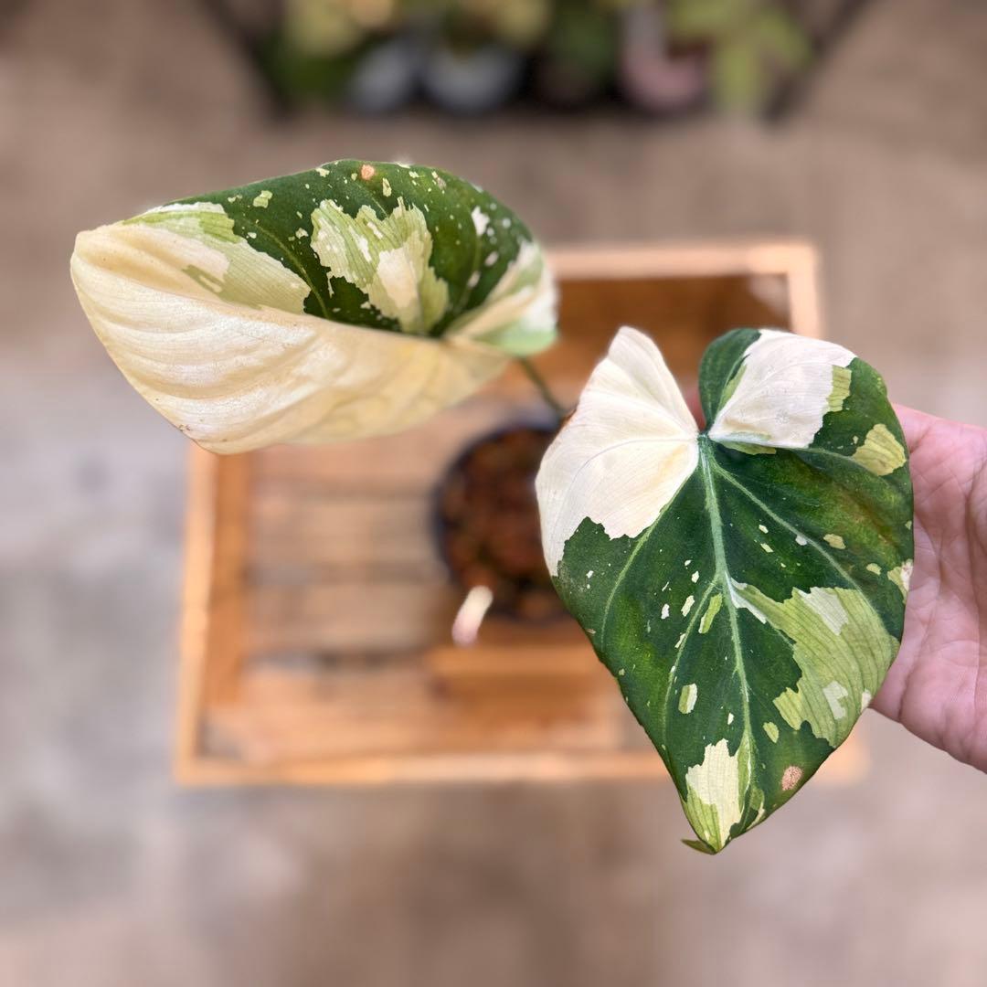 e*o様 31 フィロデンドロン　グロリオーサム　トリカラー　斑入り　超美株