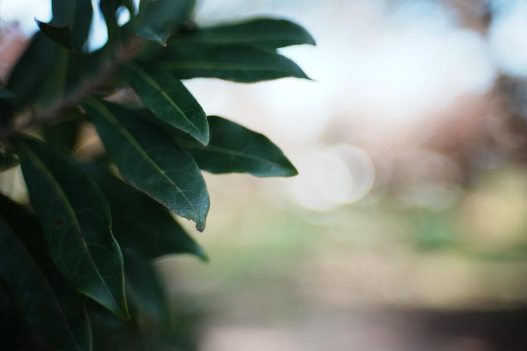 【整備＆テスト済】Nikon Ai Nikkor 35mm F1.4 648