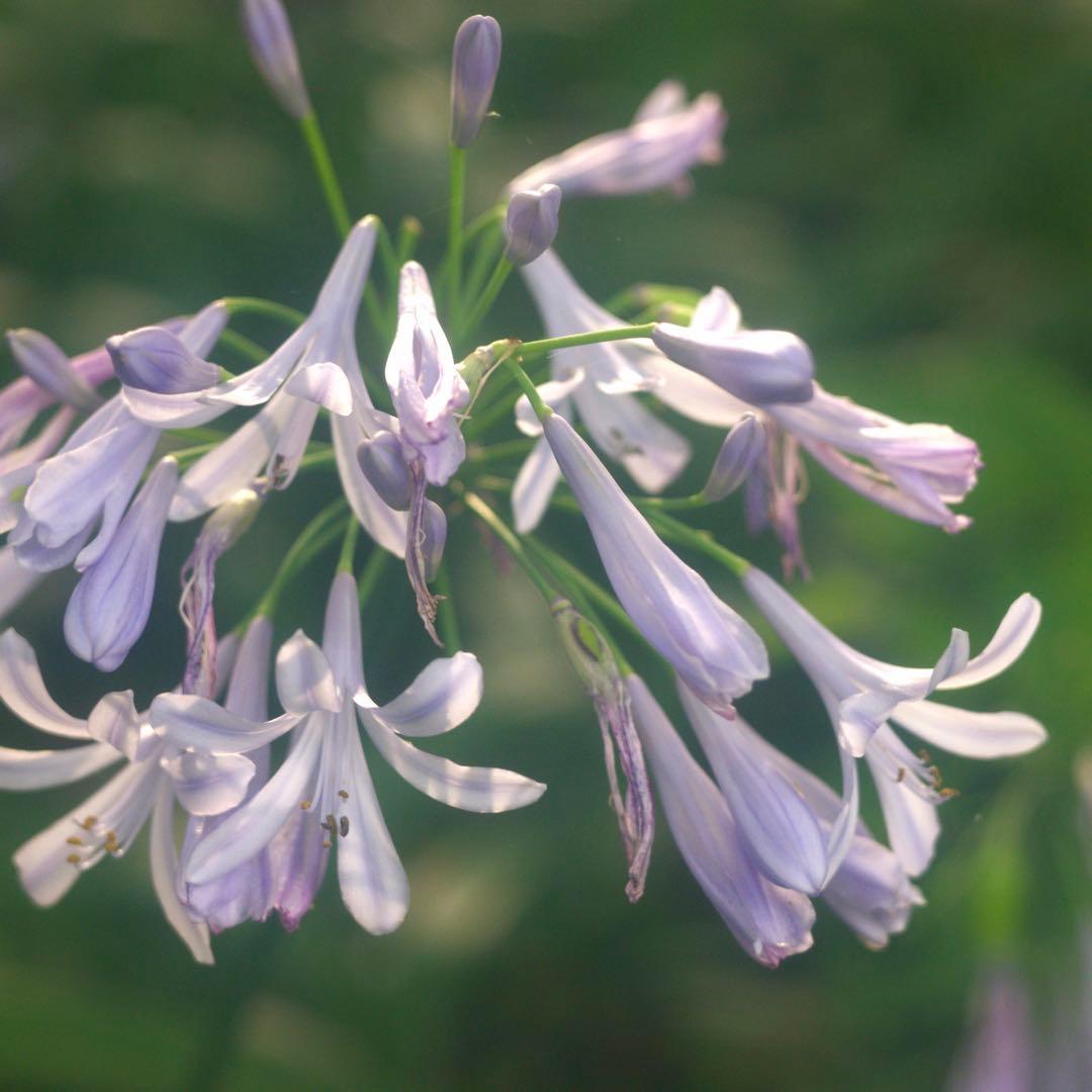 Hexar 75mm F4.5 コニカの優秀中判カメラ　銘レンズ❗️の改造レンズ