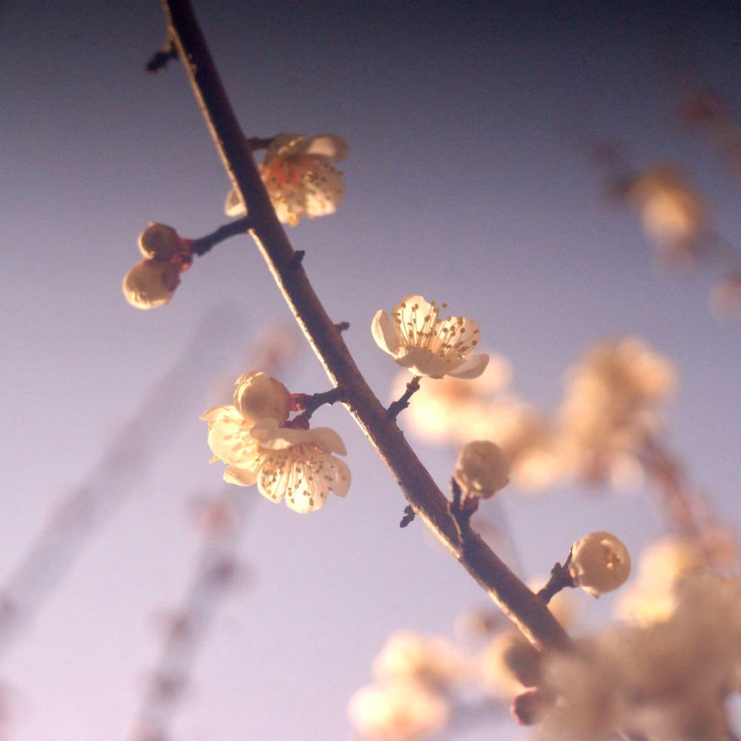 Hexar 75mm F4.5 コニカの優秀中判カメラ　銘レンズ❗️の改造レンズ