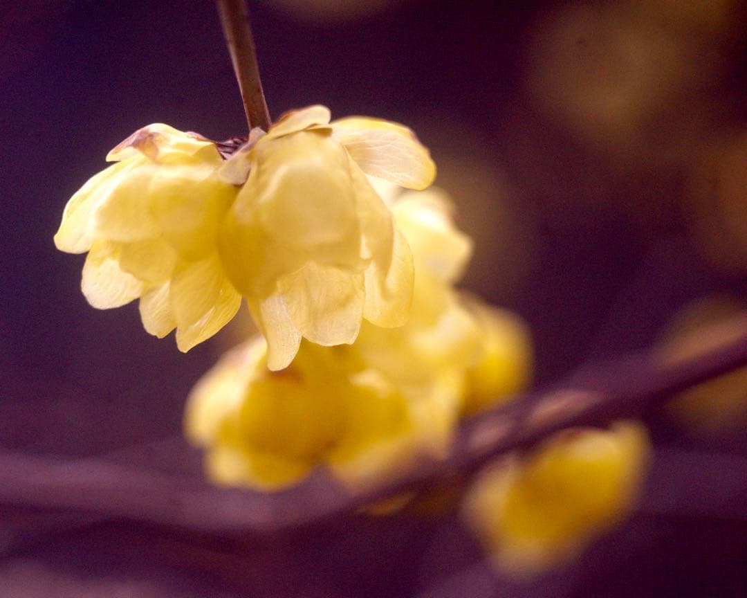 Hexar 75mm F4.5 コニカの優秀中判カメラ　銘レンズ❗️の改造レンズ