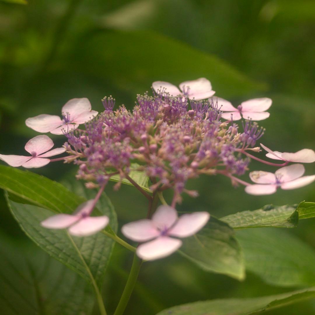 Hexar 75mm F4.5 コニカの優秀中判カメラ　銘レンズ❗️の改造レンズ
