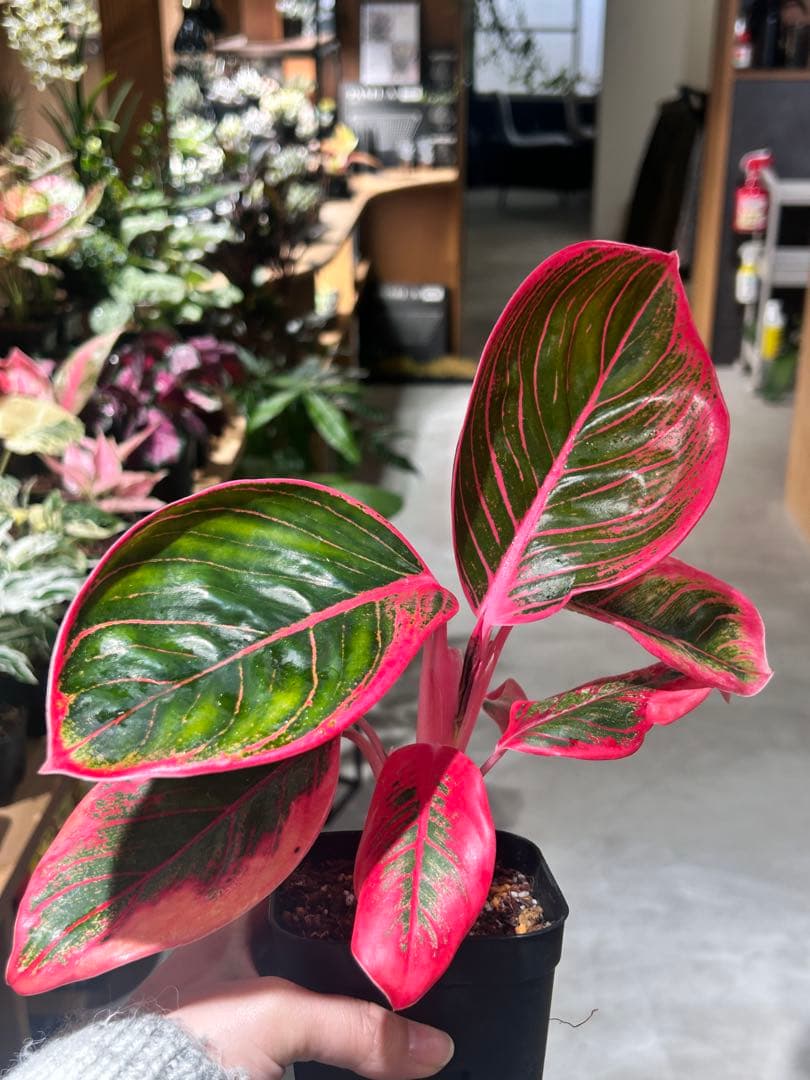 アグラオネマ　リップスティック　カンザ C