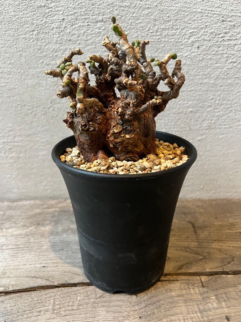 発根済　ケラリアピグマエア　ベアルート株　⑦