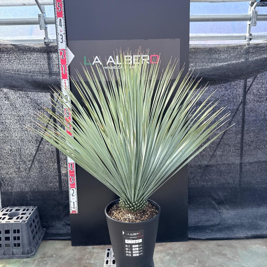 【AL1185】ユッカ　ロストラータ　ランチョブルー