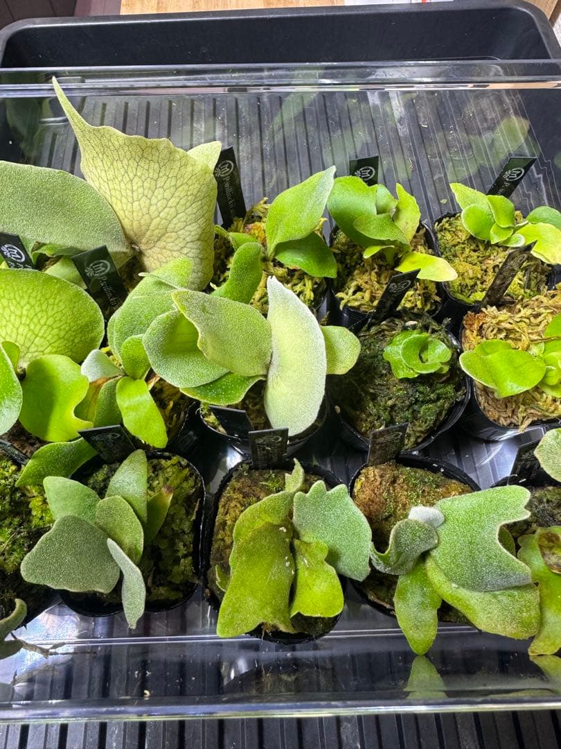 ビカクシダ15種