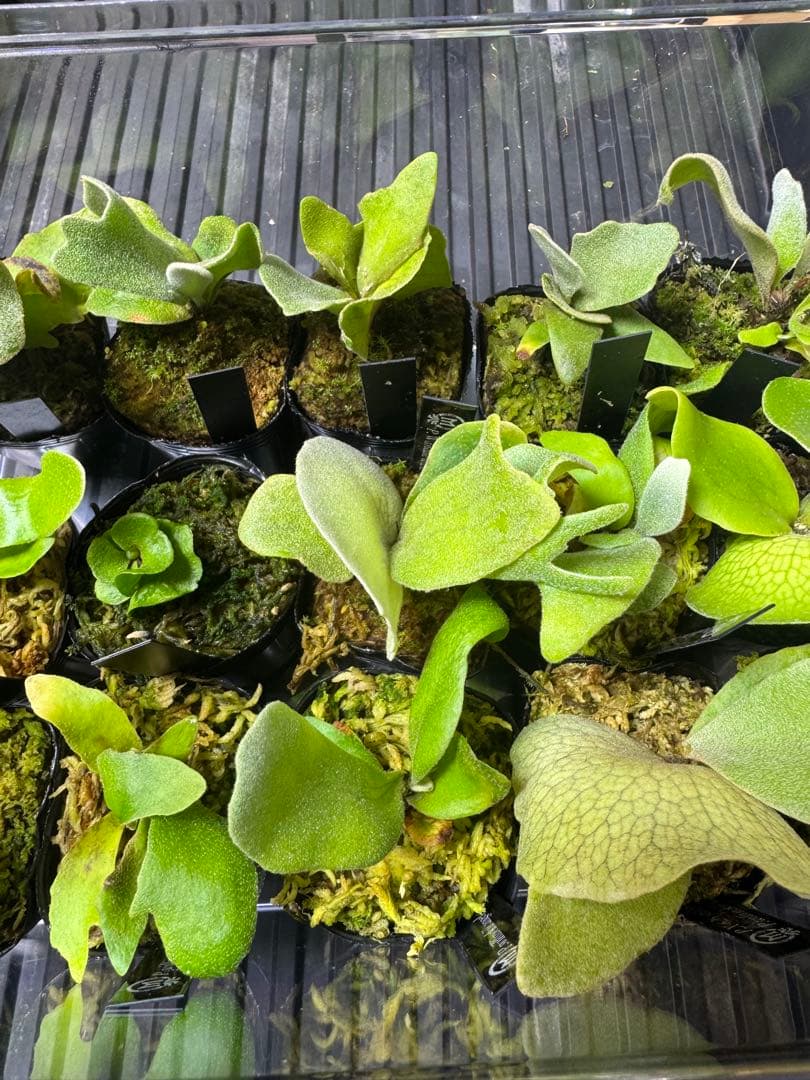 ビカクシダ15種