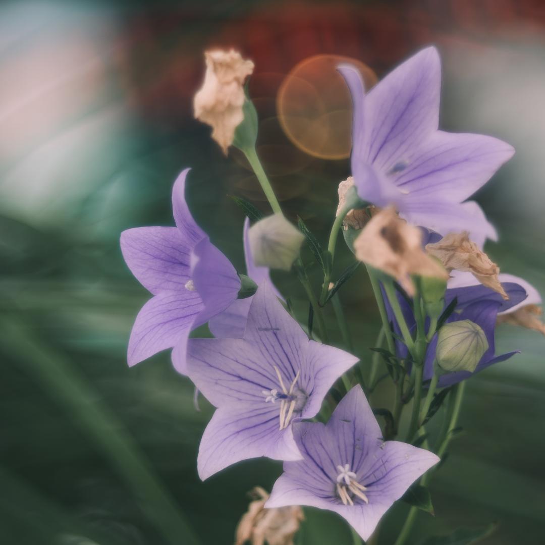 棚卸SALE！バブルボケ！TRIOPLAN 100mm ゼブラ