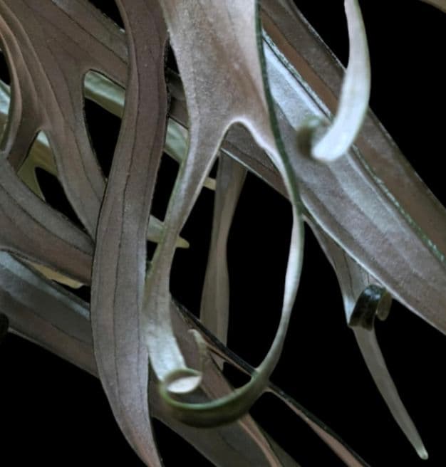 【1株限定出品】P.Mt.Lewis oc/ビカクシダ