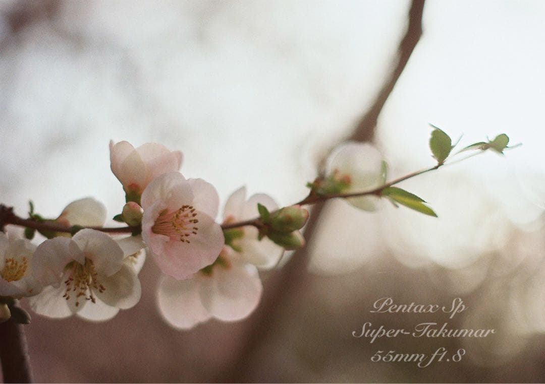 ★あっきぃ★初期保証付！pentax sp★作例多数★フィルム入門に！