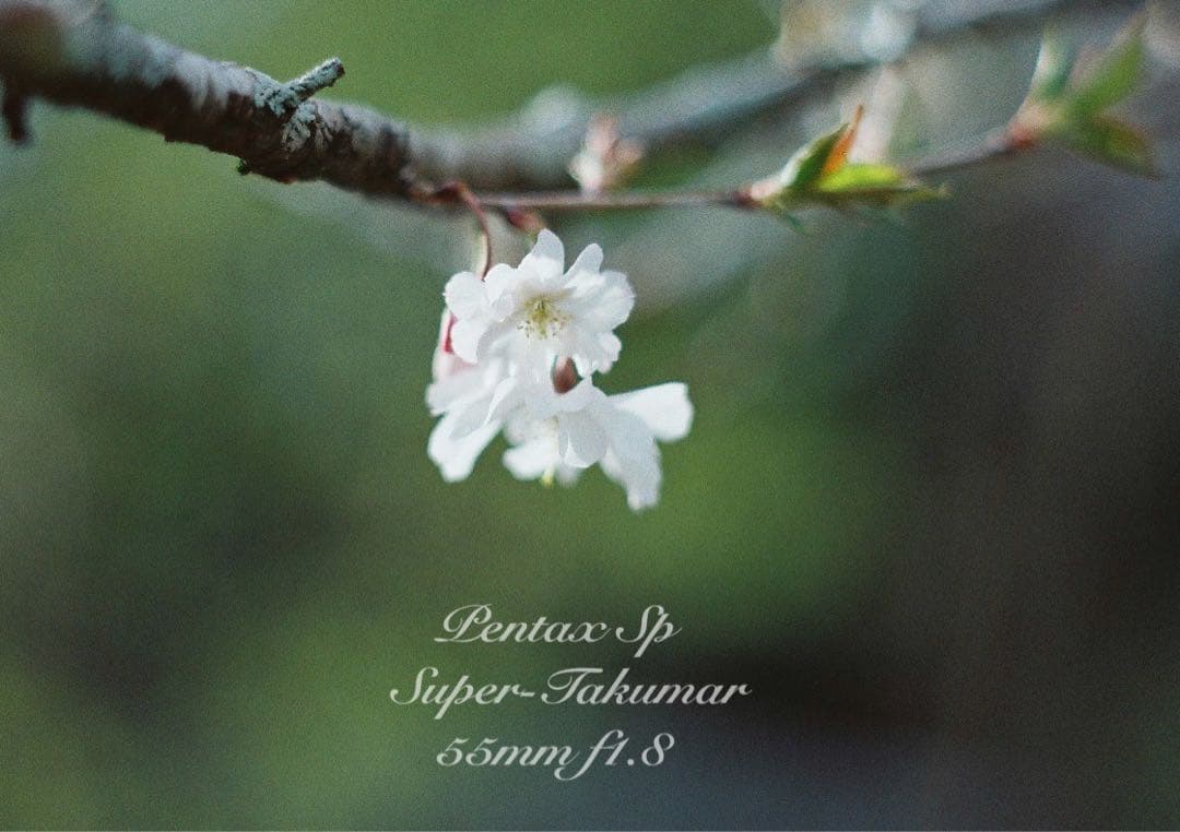 ★あっきぃ★初期保証付！pentax sp★作例多数★フィルム入門に！